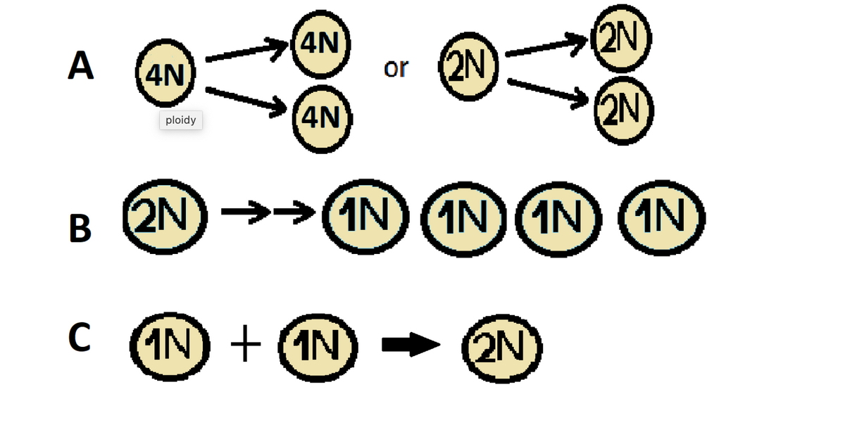 Answered: 4N 2N A 4N (2N or 4N (2N ploidy B 2N… | bartleby