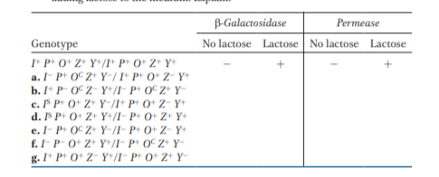 Answered B Galactosidase Permease No Lactose Bartleby