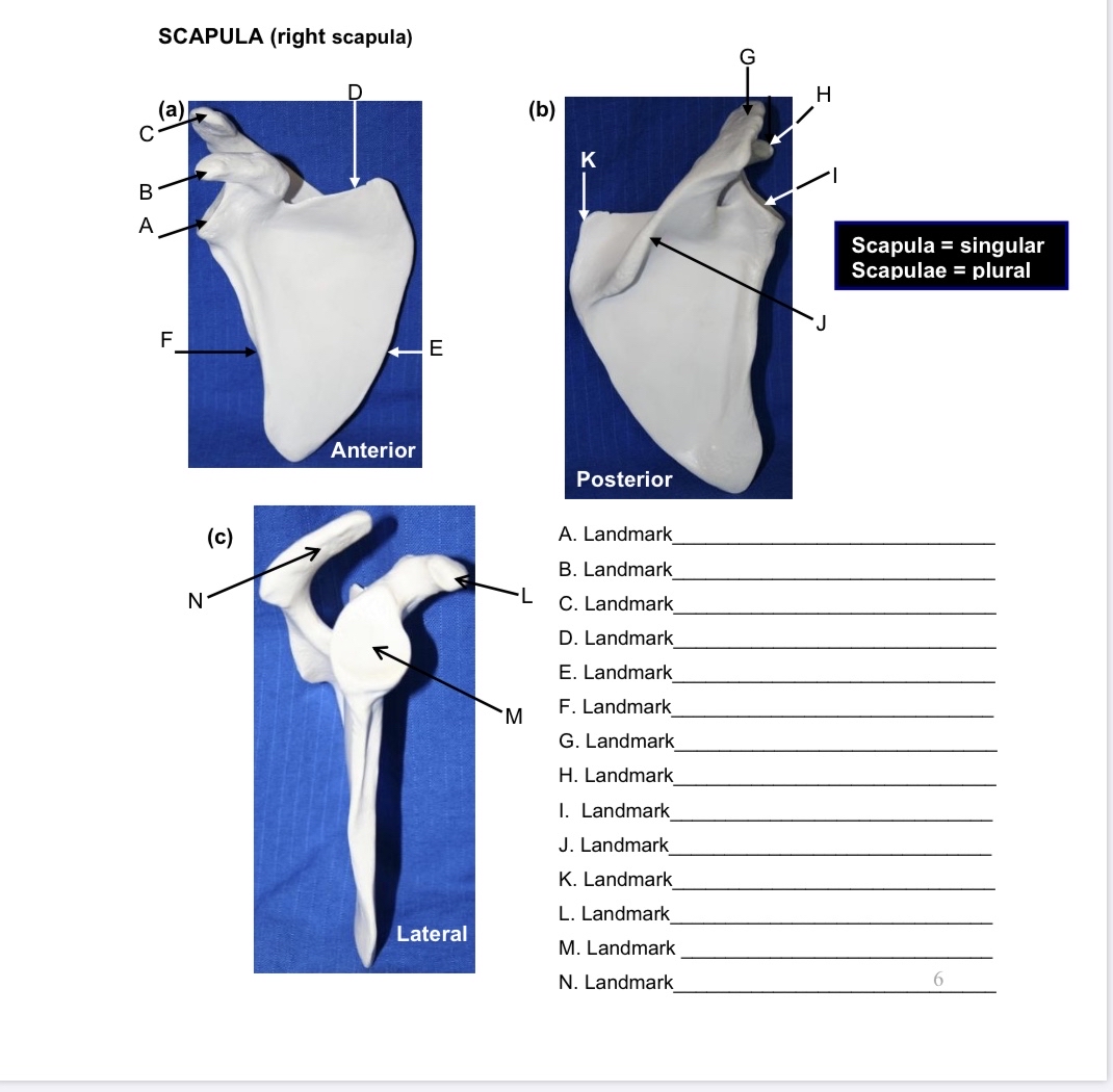 Answered Scapula Right Scapula H A B K A Bartleby