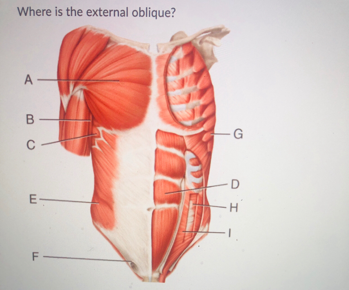 answered-where-is-the-external-oblique-a-g-d-bartleby