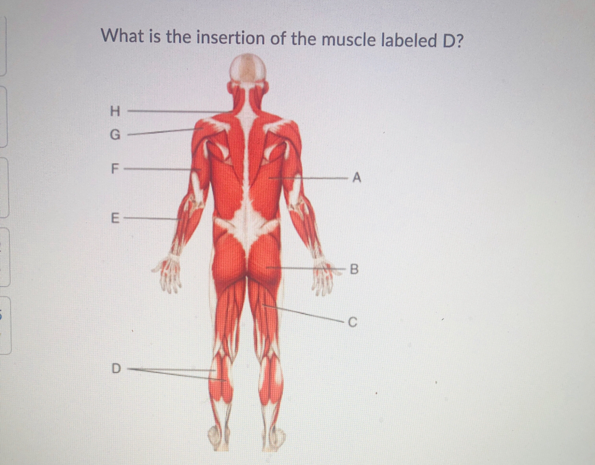 Answered: What is the insertion of the muscle… | bartleby