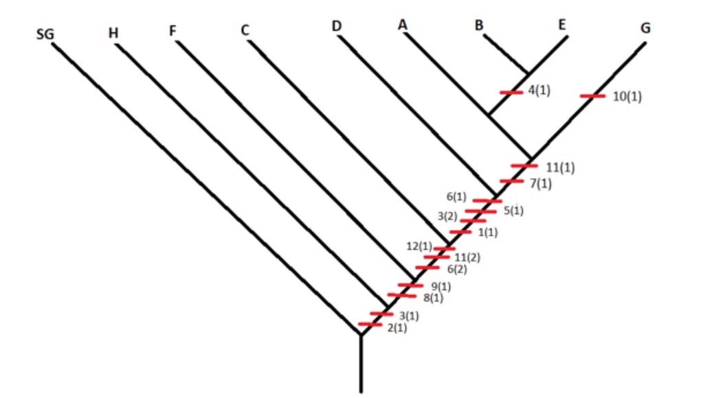 Answered: Based on this matrix, is my cladogram… | bartleby