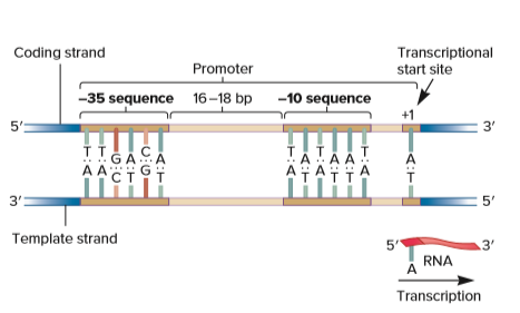 Answered: Coding strand Transcriptional start… | bartleby