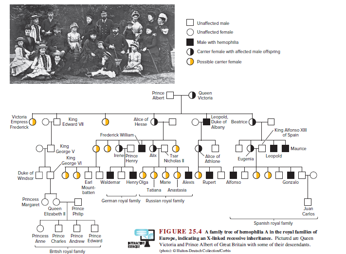 queen victoria family tree hemophilia