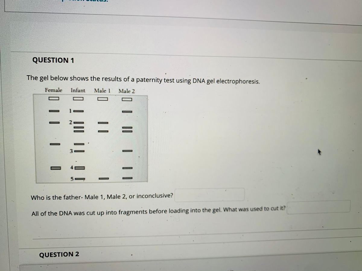 Gel Electrophoresis Worksheet Answers