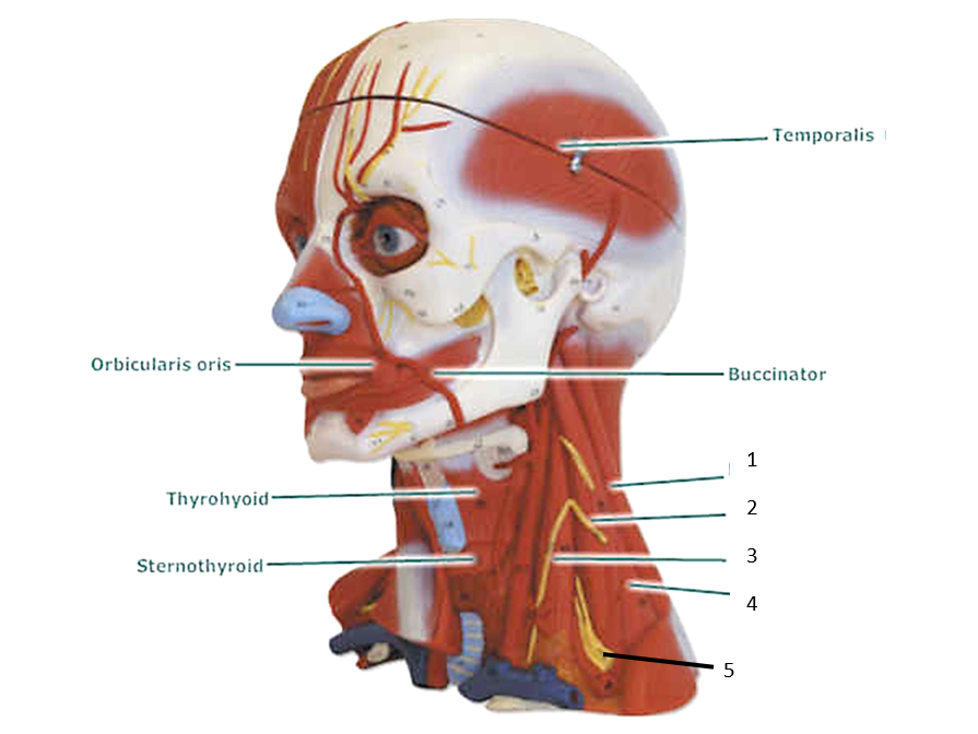 Answered: Orbicularis oris Buccinator 1… | bartleby