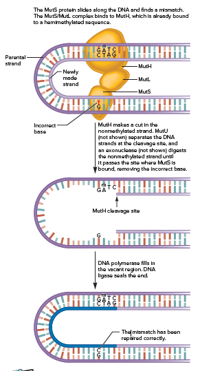 Answered: The Muts proton slides along the DNA… | bartleby