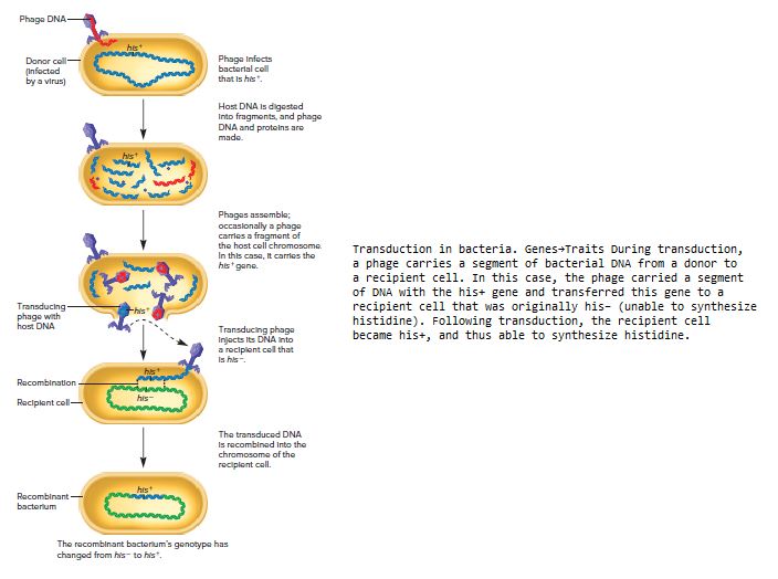 Answered: Phage Dna- He Phage Infects Bactertal… 