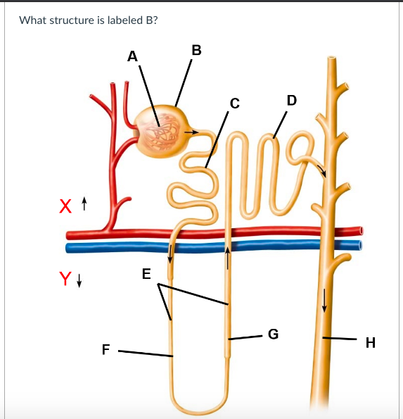 Answered: What Structure Is Labeled B? | Bartleby