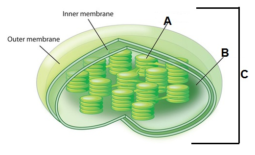 Answered: Inner membrane A Outer membrane B |C | bartleby