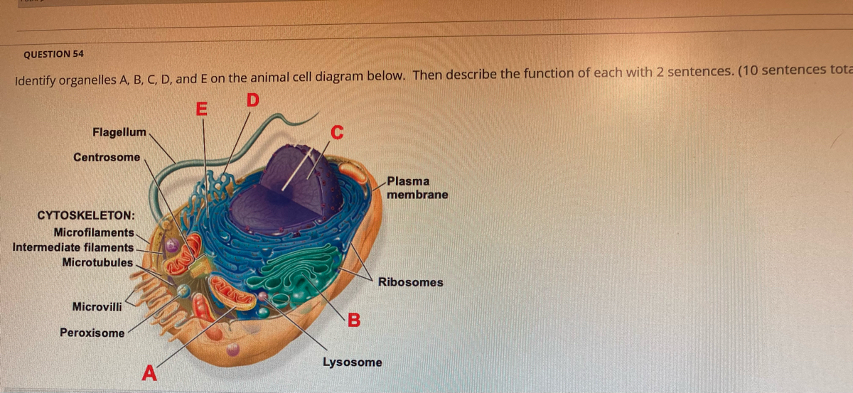 Answered: Identify organelles A, B, C, D, and E… | bartleby