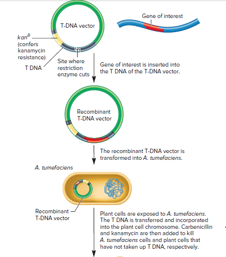 Answered: Gene of interest T-DNA vector kan… | bartleby