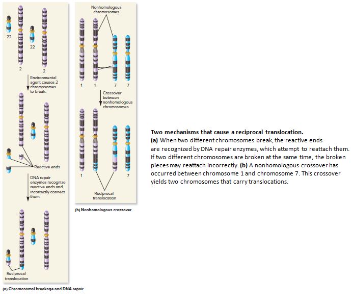 Answered: Nonhomologous chromosomes 22 22… | bartleby