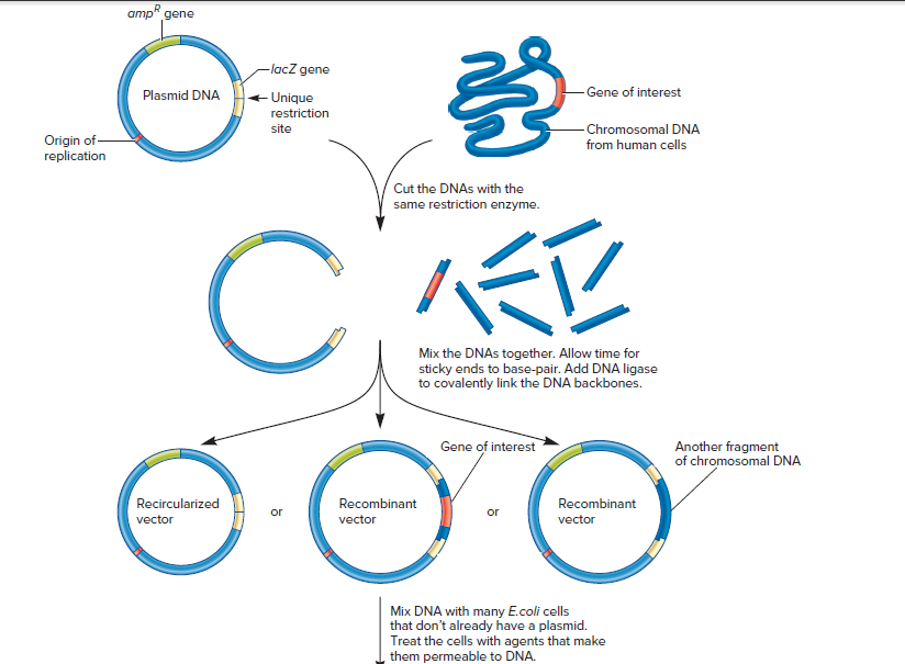 Answered amp" gene lacZ gene Gene of interest… bartleby