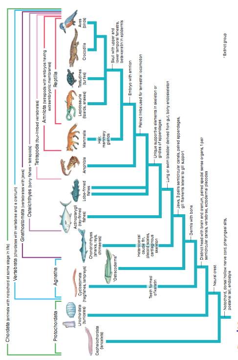 Answered: Chordata (animals With Notochord At… 