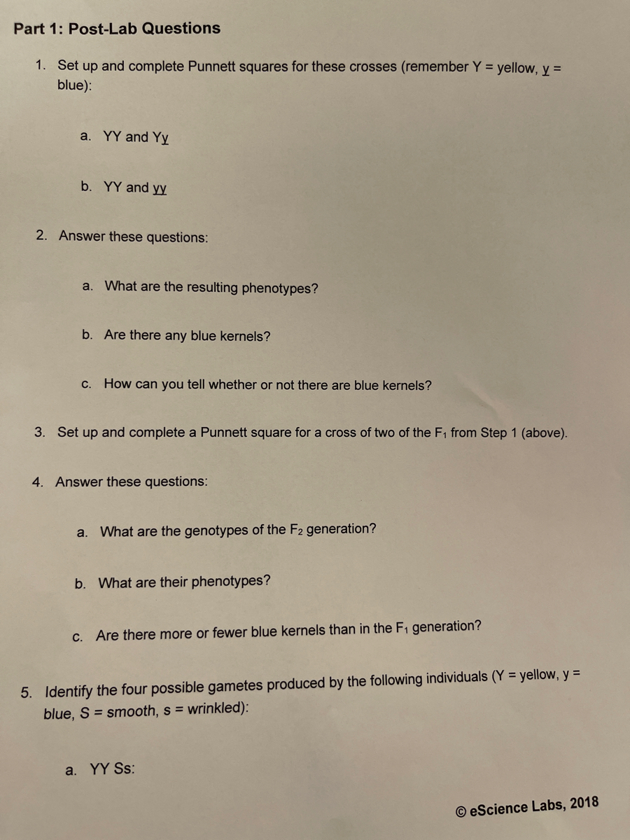 Answered Part 1 Post-Lab Questions 1. Set up bartleby