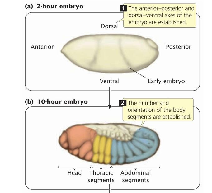 Answered: (a) 2-hour Embryo 1The… | Bartleby