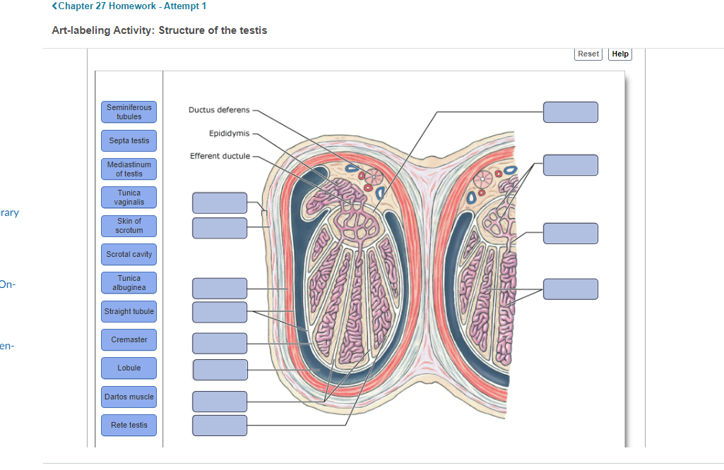 Answered Art Labeling Activity Structure Of The Bartleby