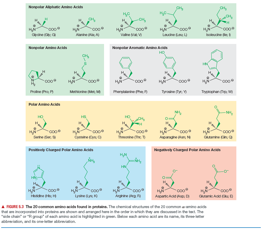 Answered Nonpolar Aliphatic Amino Acids Ch3 Ch3 Bartleby