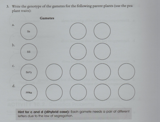 how to write genotypes for gametes