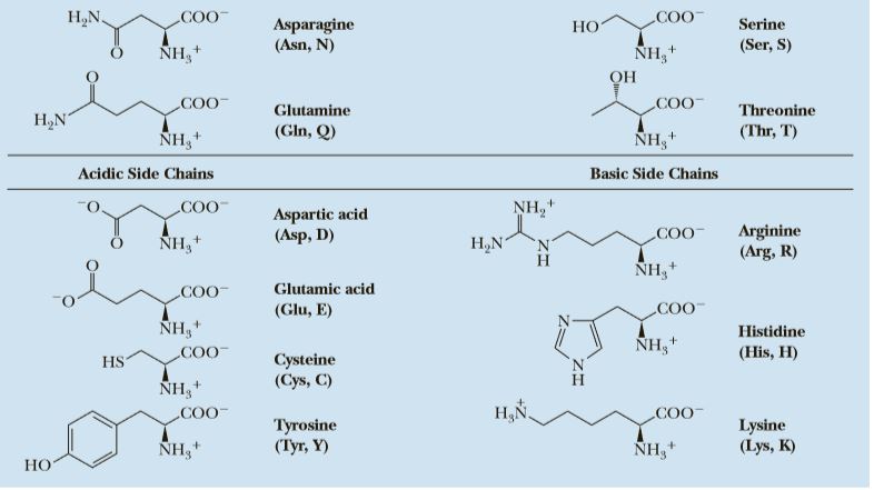 Answered Table 27 1 The Common Amino Acids Found Bartleby