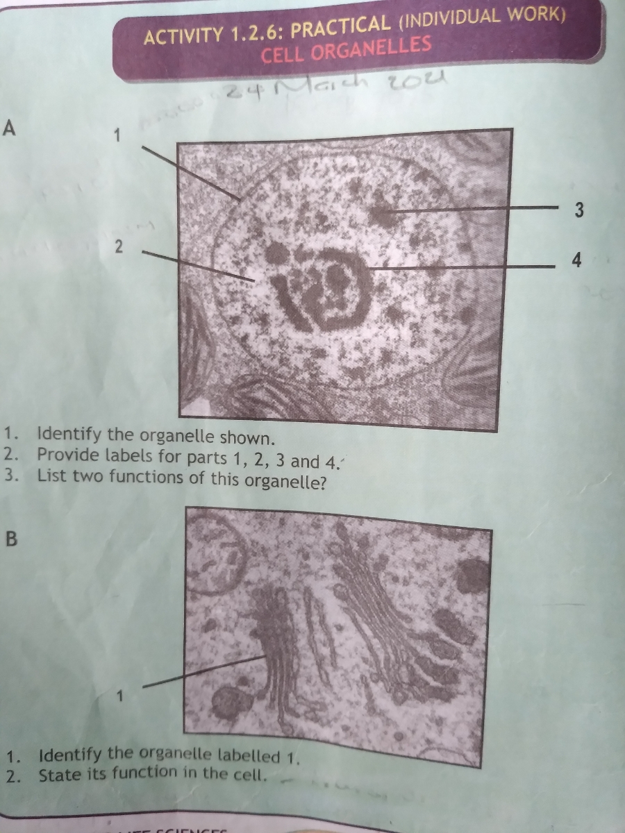 Answered: A 3 4 1. Identify the organelle shown.… | bartleby