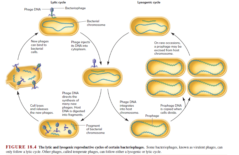 Lytic Cycle And Lysogenic Cycle Diagram