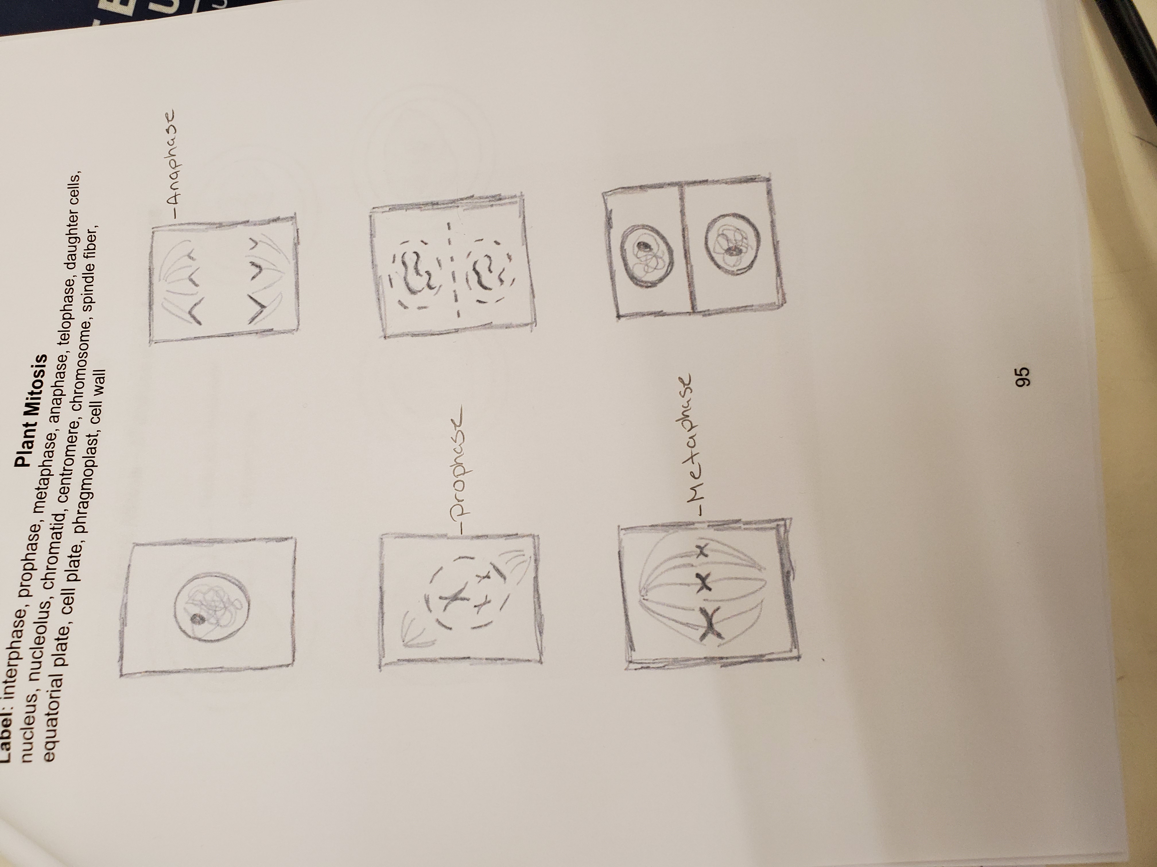 Answered Plant Mitosisinterphase Prophase Bartleby