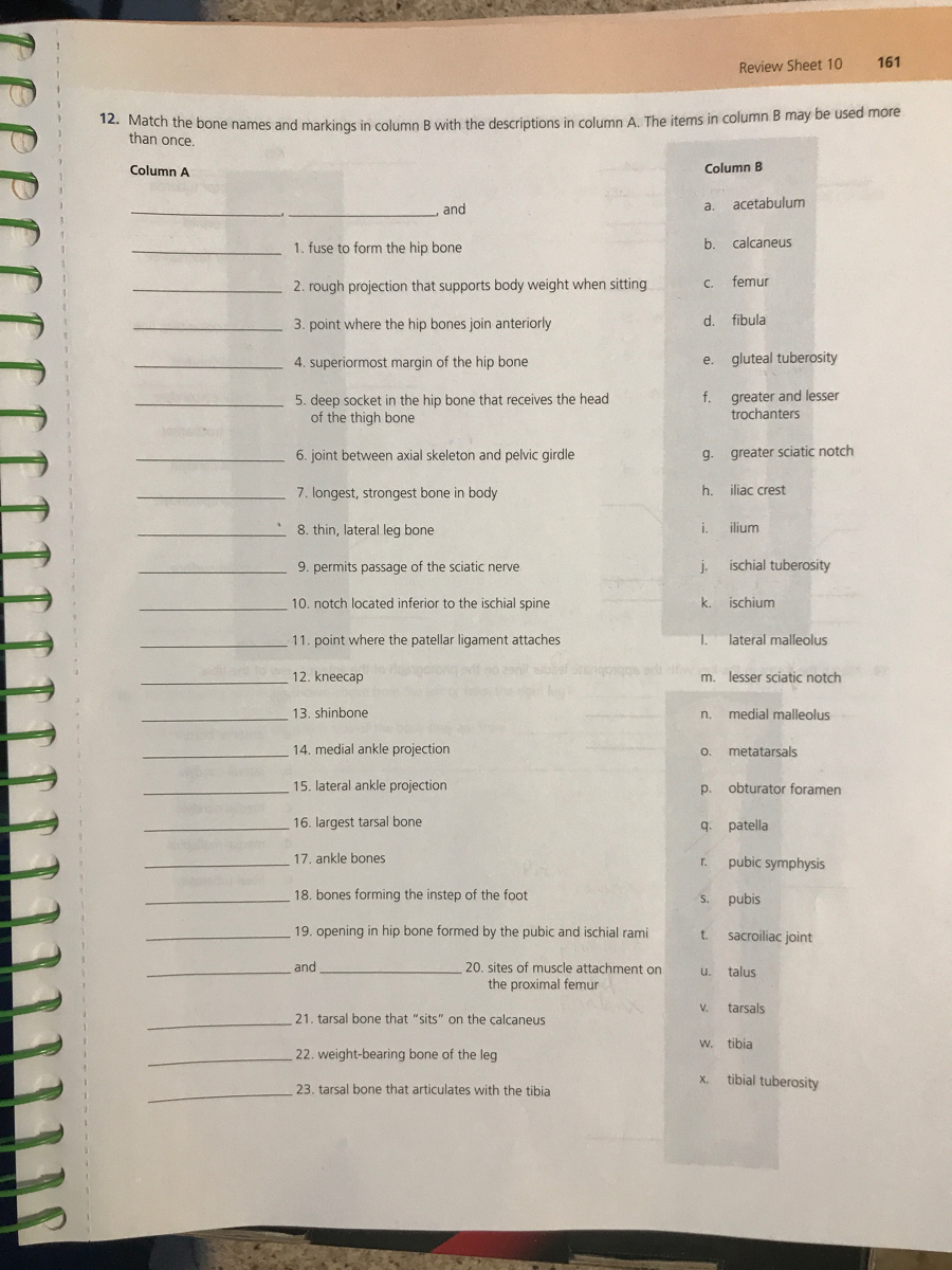 Answered: 12. Match the bone names and markings… | bartleby