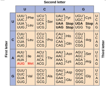 Answered: Use the genetic code table to determine… | bartleby