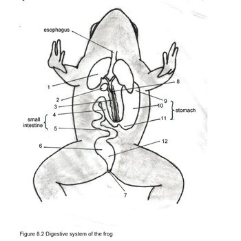 Answered: small intestine 6 esophagus 2 3 5- 9 10… | bartleby