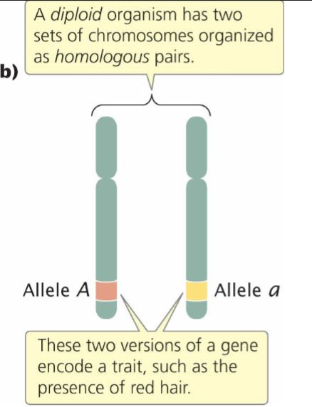 Answered: Humans have 23 pairs of chromosomes.… | bartleby