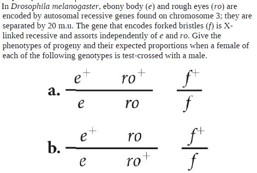 Answered In Drosophila Melanogaster Ebony Body Bartleby