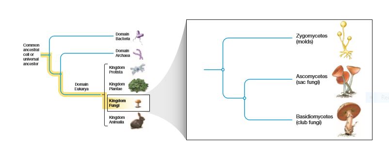 Answered: Domain Bacteria Zygomycetes (molds)… | bartleby