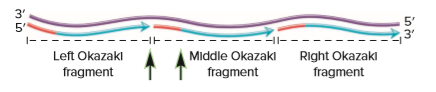 average okazaki fragment length