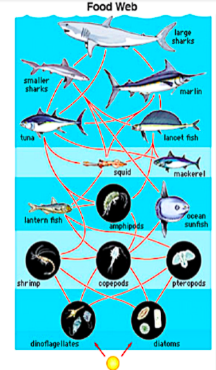 Answered: Using these organisms listed make a… | bartleby