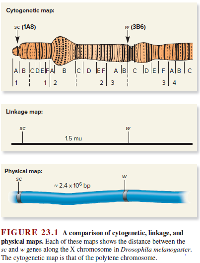 Answered Cytogenetic Map Sc 1a8 W Zv6 A B Bartleby