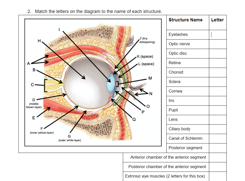 Answered: Match the letters on the diagram to the… | bartleby