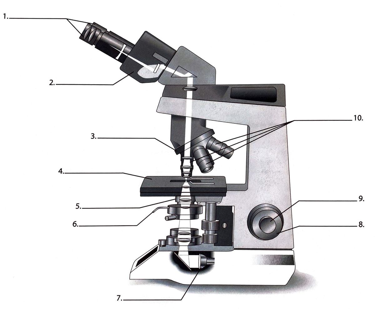 Answered: identify these parts of the microscope | bartleby