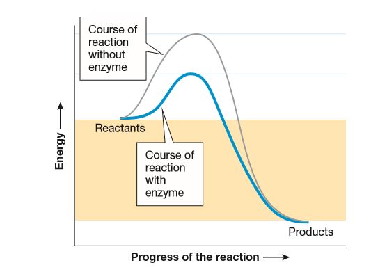 Answered: Course of reaction without enzyme… | bartleby