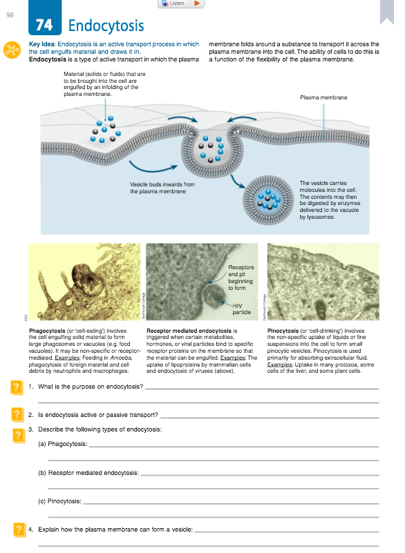 answered-listen-98-74-endocytosis-key-idea-bartleby