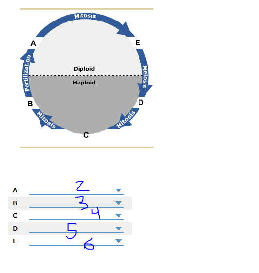 Answered: 1. Basic plant life cycle Just like in… | bartleby