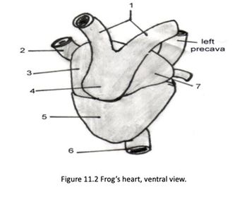 Answered: Label the ventral external features of… | bartleby