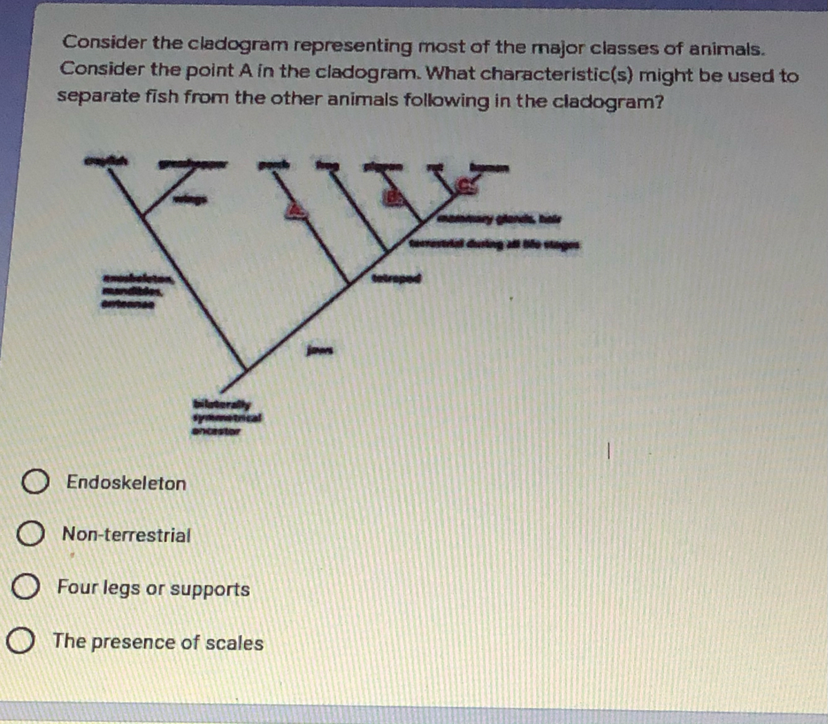 Answered: Consider The Cladogram Representing… | Bartleby