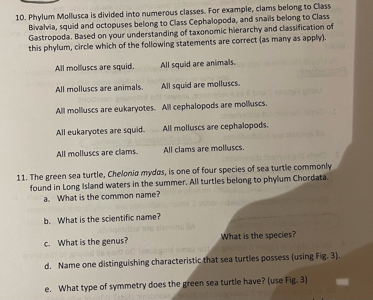 Answered: 10. Phylum Mollusca Is Divided Into… 