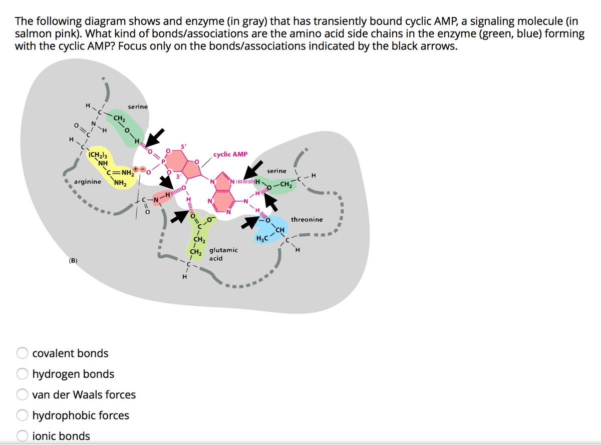 Answered: The Following Diagram Shows And Enzyme… | Bartleby