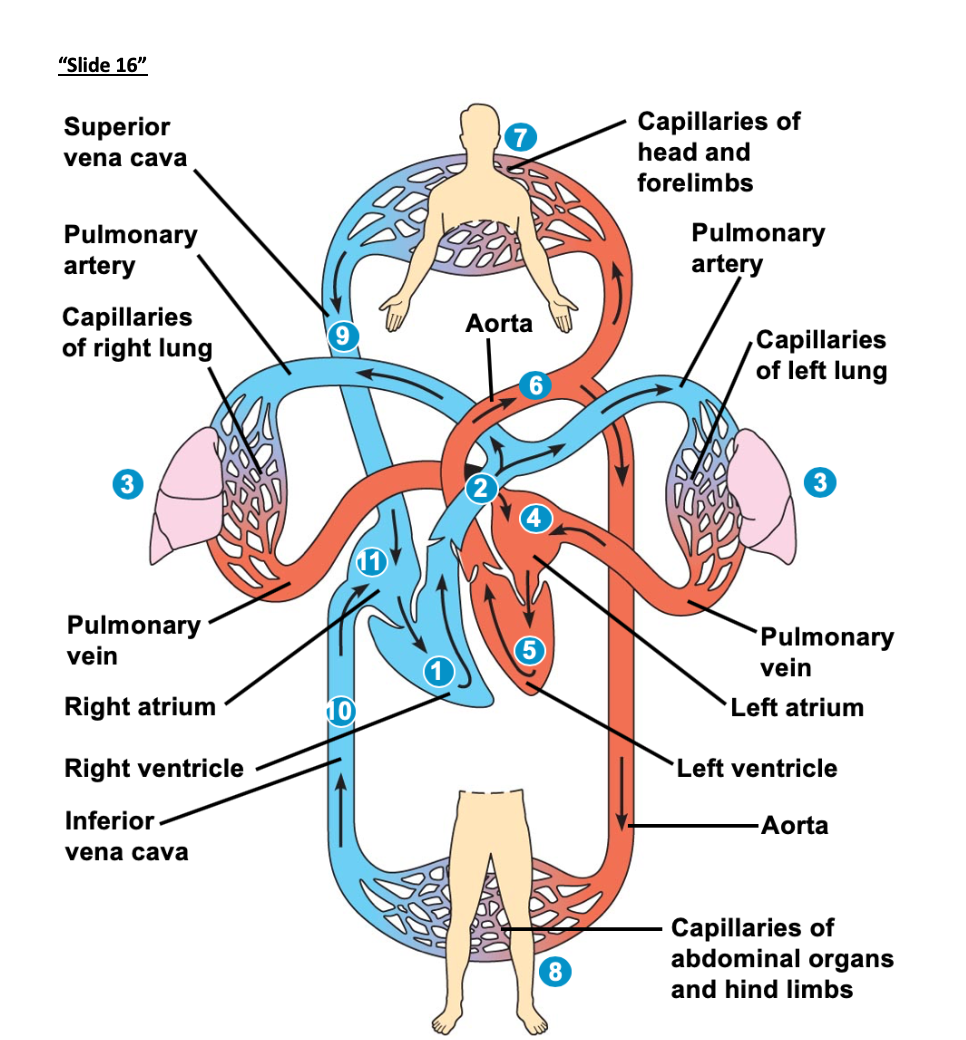 Answered: "Slide 16" Capillaries Of Head And… | Bartleby