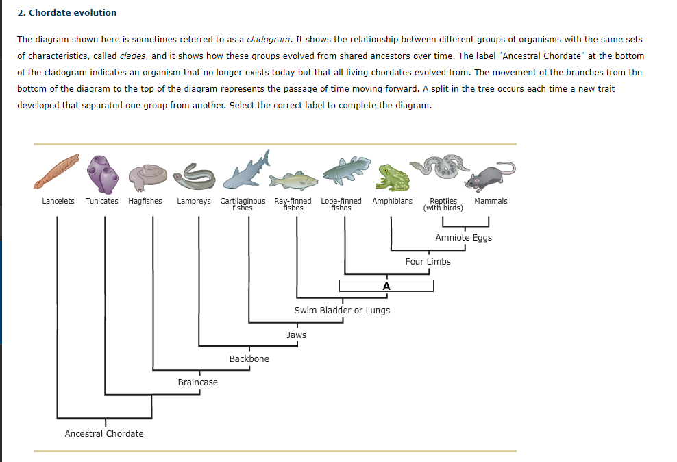 [diagram] Manta Ray Swim Diagram - Mydiagram.online