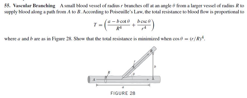 Answered 55 Vascular Branching A Small Blood Bartleby