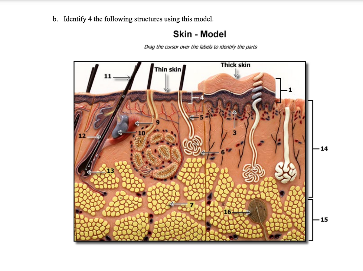 Answered: 1.Epidermis of thick skin 3. Dermal… | bartleby